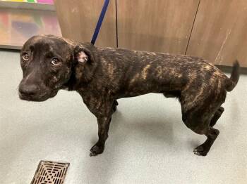 Rescue Hound and Mixed Breed Dogs for Adoption in Baytown, Texas - ALFONSO | PetCurious