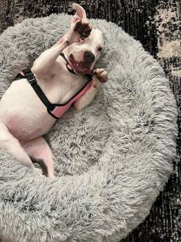 Baby Girl -  American Bulldog Dog Available for Adoption in Elmwood, Louisiana - Baby Girl | PetCurious