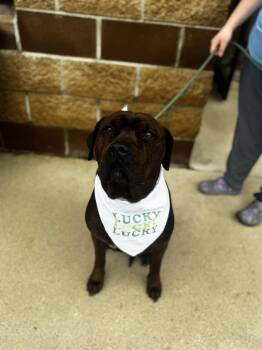 Rottweiler and Pit Bull Terrier Dogs Available for Adoption - Cornbread | PetCurious