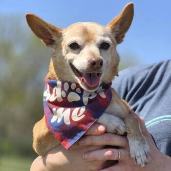 Mystical Banjo the Wise -  Chihuahua Dog for Adoption in Lincoln, Nebraska - Mystical Banjo The Wise | PetCurious