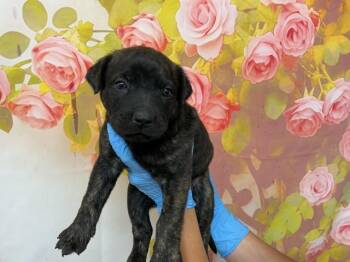 RAMANDU -  Pit Bull Terrier and Mixed Breed Dog for Adoption in San Bernardino, California - RAMANDU | PetCurious
