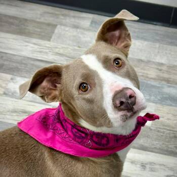 Mixed Breed Dogs Available for Adoption in Lufkin, Texas - Gwenny | PetCurious