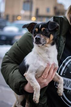 Chihuahua and Dachshund Dogs Available for Adoption - Sprout | PetCurious