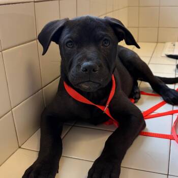 Hera -  Black Labrador Retriever and Cane Corso Dog for Adoption in Nashville, Tennessee - Hera | PetCurious