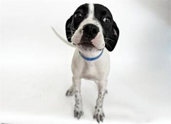 MERVIN -  Terrier Dog for Adoption in Brentwood, Missouri - MERVIN | PetCurious
