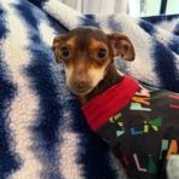 Chihuahua Dogs Available for Adoption - Marisol | PetCurious