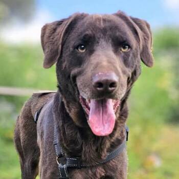 Choco -  Chocolate Labrador Retriever Dog for Adoption in Toronto, Ontario - Choco | PetCurious
