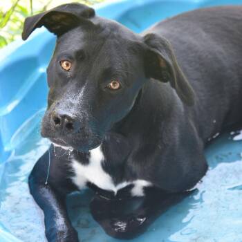 Piper -  Black Labrador Retriever Dog for Adoption in Columbus, North Carolina - Piper | PetCurious
