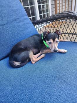 Chihuahua Dogs Available for Adoption in Roxbury Township, New Jersey - Prince  | PetCurious