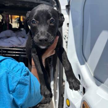 Marigold -  Black Labrador Retriever and Rottweiler Dog for Adoption in Bernalillo, New Mexico - Marigold | PetCurious