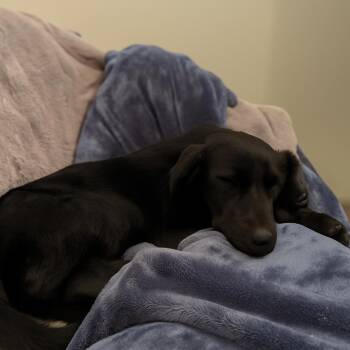 Rescue Labrador Retriever Dogs for Adoption in Indianapolis, Indiana - Sampson | PetCurious