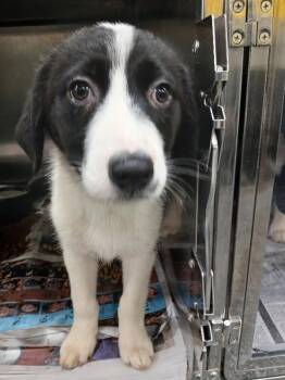 Minnie -  Husky and Border Collie Dog for Adoption in Jackson, Tennessee - Minnie | PetCurious