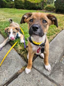 Sol -  Siberian Husky and Shepherd Dog for Adoption in Santa Rosa, California - Sol | PetCurious