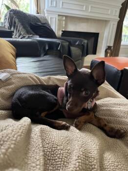 Sasha -  Chihuahua Dog Available for Adoption in Milton, Georgia - Sasha | PetCurious
