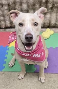 Winter -  Mixed Breed Dog for Adoption in Hamilton, Ohio - Winter | PetCurious