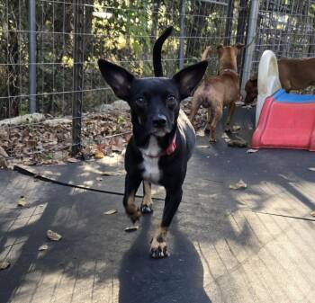 Rescue Chihuahua and Dachshund Dogs for Adoption in Mansfield, Texas - Lacy | PetCurious