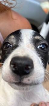 Rescue Terrier and Mixed Breed Dogs for Adoption in Honolulu, Hawaii - 59390524 | PetCurious