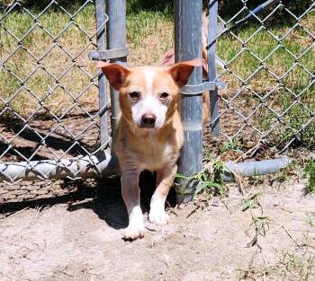 Milo -  Mixed Breed Dog for Adoption in Beech Island, South Carolina - Milo | PetCurious