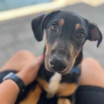 Reese -  Dachshund and Australian Shepherd Dog for Adoption in Newport Beach, California - Reese | PetCurious