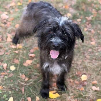Malcolm -  Mixed Breed Dog for Adoption in Buffalo, Minnesota - Malcolm | PetCurious