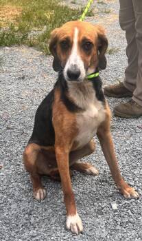 Buster -  Hound Dog for Adoption in Elizabethtown, North Carolina - Buster | PetCurious