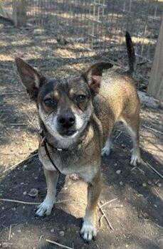 Jack Russell Terrier Dogs Available for Adoption in Harlingen, Texas - Peanut And Butter - Bonder Pair | PetCurious