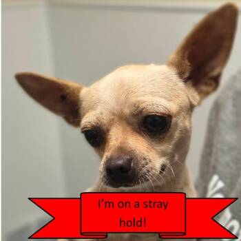 Lissy -  Chihuahua Dog for Adoption in Tulsa, Oklahoma - Lissy | PetCurious