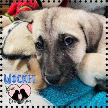 Shepherd Dogs Available for Adoption in Gilbert, Arizona - Wocket | PetCurious