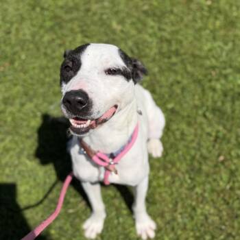 Morty -  Mixed Breed Dog for Adoption in Ashtabula, Ohio - Morty | PetCurious
