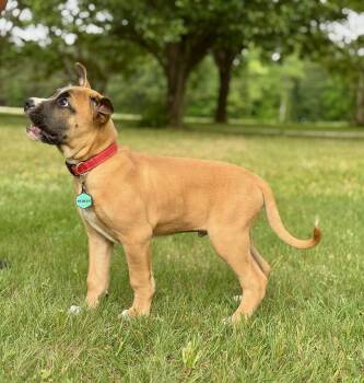 Rhodesian Ridgeback and Pit Bull Terrier Dogs Available for Adoption in Holly Springs, North Carolina - Poe | PetCurious