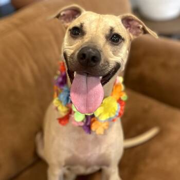 Rescue Hound and Mixed Breed Dogs for Adoption in Indiantown, Florida - JENNY | PetCurious