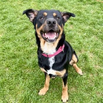 Australian Shepherd and Mixed Breed Dogs Available for Adoption in East Montpelier, Vermont - Alejandro | PetCurious