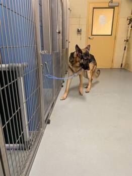 GIZMO -  German Shepherd Dog Dog for Adoption in South Lake Tahoe, California - GIZMO | PetCurious