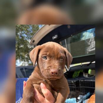 Cocoa Puff -  Labrador Retriever Dog for Adoption - Cocoa Puff | PetCurious