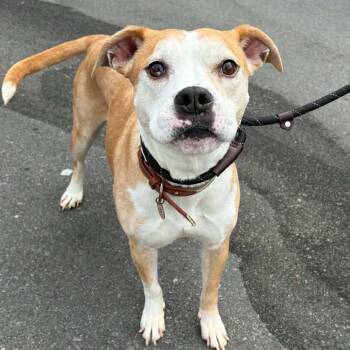 Shiloh -  Pit Bull Terrier and Mixed Breed Dog for Adoption in Concord, North Carolina - Shiloh | PetCurious
