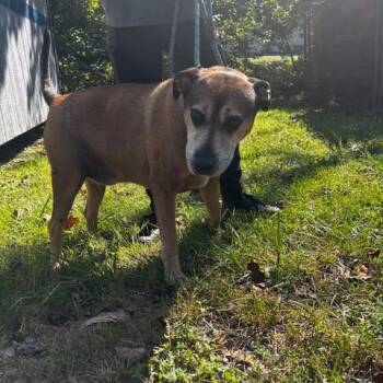 Franks -  Hound and Mixed Breed Dog for Adoption - Franks | PetCurious