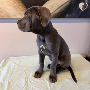 IVHS-Stray-142866 -  Mastiff Dog for Adoption in San Gabriel, California - IVHS-Stray-142866 | PetCurious