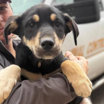 Mixed Breed Dogs Available for Adoption - Damon | PetCurious