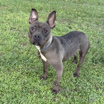 Lady -  Pit Bull Terrier Dog for Adoption in Valdosta, Georgia - Lady | PetCurious
