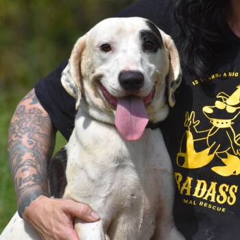 Tumblr -  Pointer Dog for Adoption - Tumblr | PetCurious
