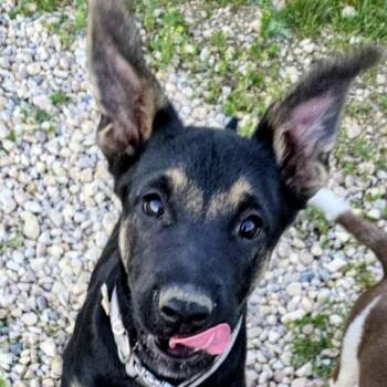 Guiness (20260904-05) -  Shepherd and Labrador Retriever Dog for Adoption in Niagara Falls, Ontario - Guiness (20260904-05) | PetCurious