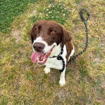 Australian Shepherd Dogs Available for Adoption in Chesapeake, Virginia - Penelope | PetCurious