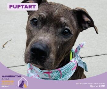 Pit Bull Terrier Dogs Available for Adoption in Eighty Four, Pennsylvania - Puptart | PetCurious