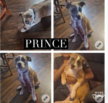 Prince -  Boxer and Labrador Retriever Dog for Adoption in New Braunfels, Texas - Prince | PetCurious