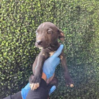 Pit Bull Terrier and Mixed Breed Dogs Available for Adoption in El Paso, Texas - 60789272 | PetCurious