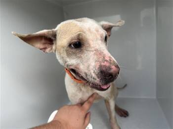 Rescue Pit Bull Terrier and Mixed Breed Dogs for Adoption in Houston, Texas - A639644 | PetCurious