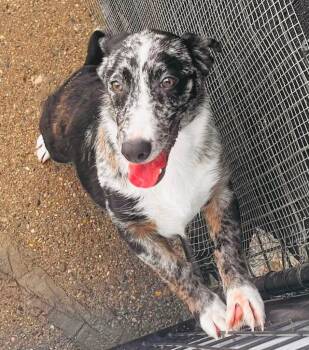 Calliope -  Australian Shepherd and Catahoula Leopard Dog Dog for Adoption in Warren, Michigan - Calliope | PetCurious