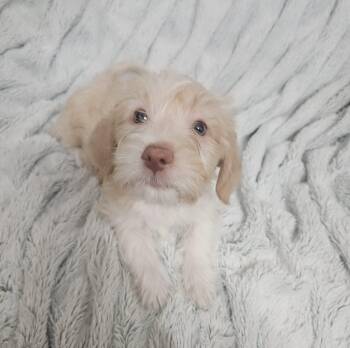 Scout -  Terrier and Mixed Breed Dog for Adoption in Henderson, Nevada - Scout | PetCurious