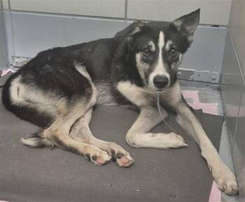 Husky and Mixed Breed Dogs Available for Adoption - PINKY | PetCurious