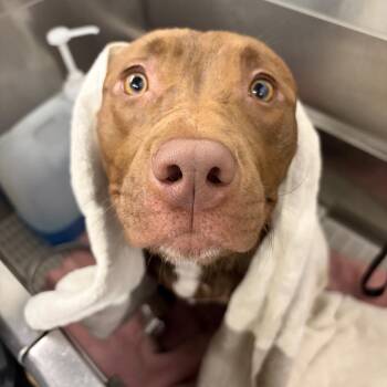 Pit Bull Terrier Dogs Available for Adoption - Red | PetCurious